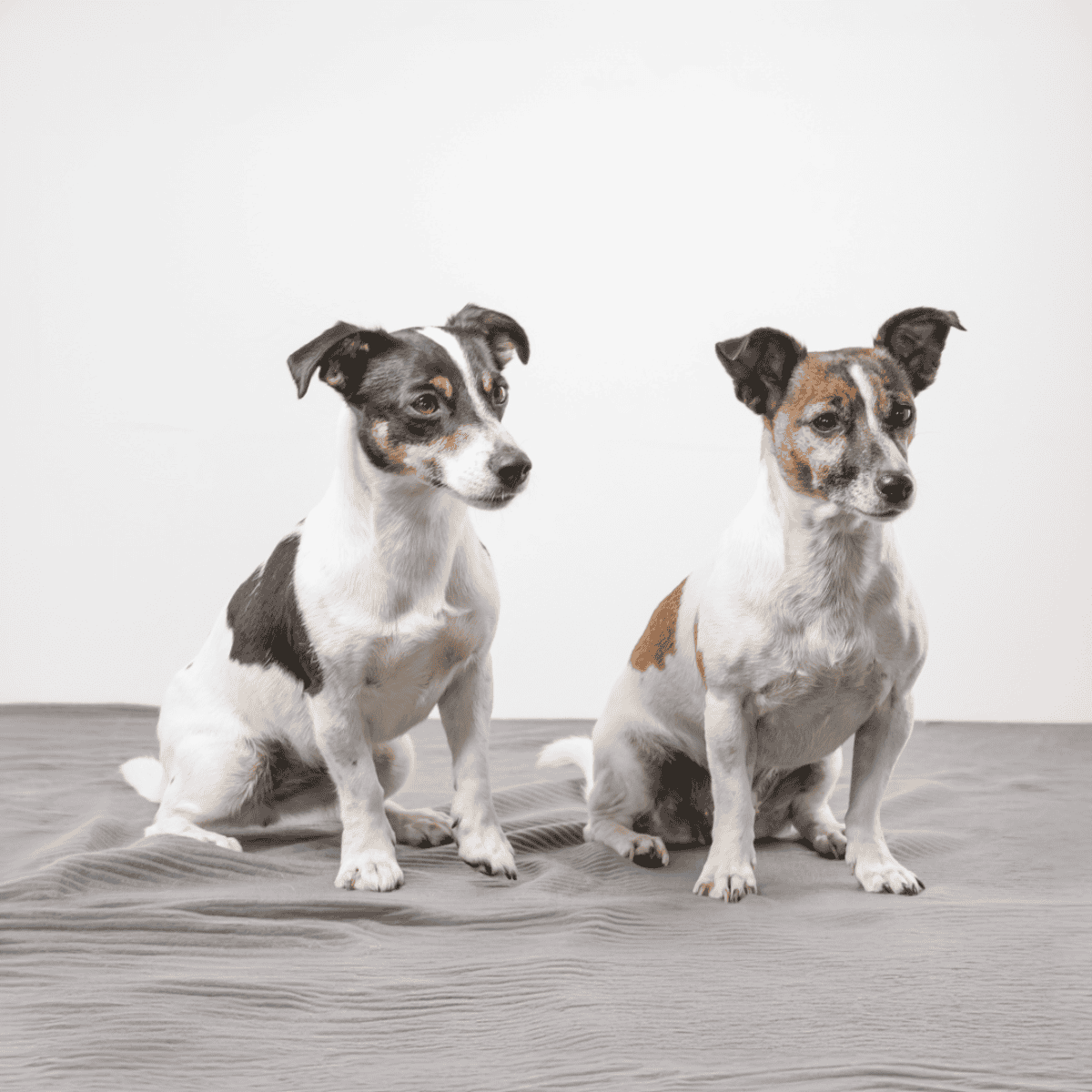 Playful Rat Terriers sitting indoors on fluffy gray blanket, perfect for dog lovers seeking small, friendly pets.