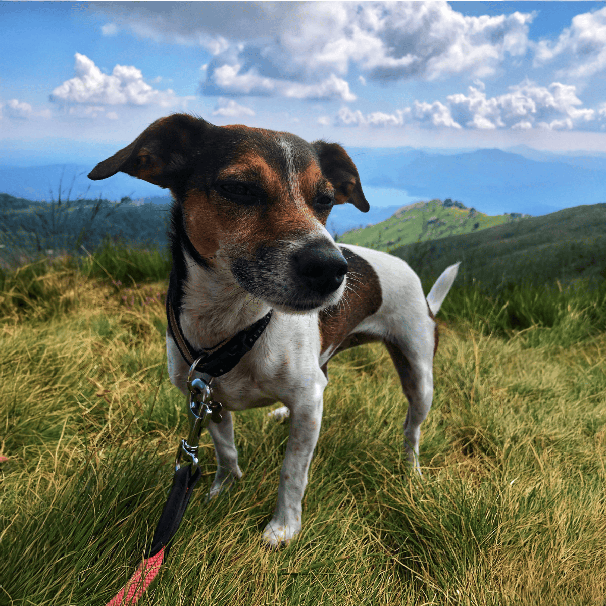 Dog on a leash exploring lush green hills with scenic mountain views.