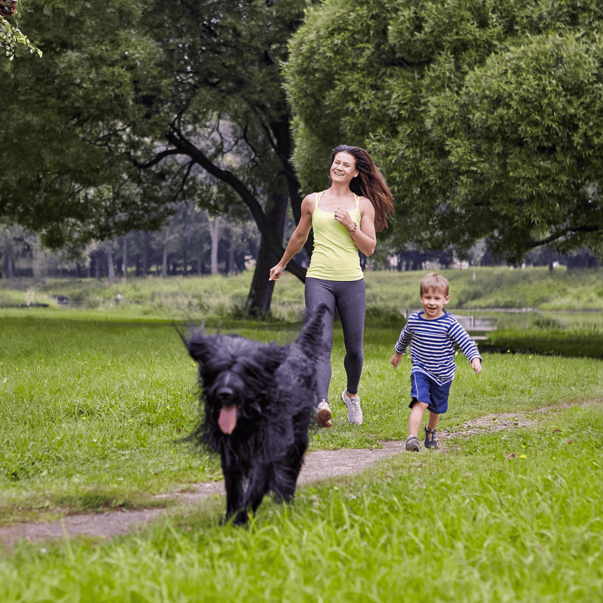 Briard Are These Dogs Good For Families
