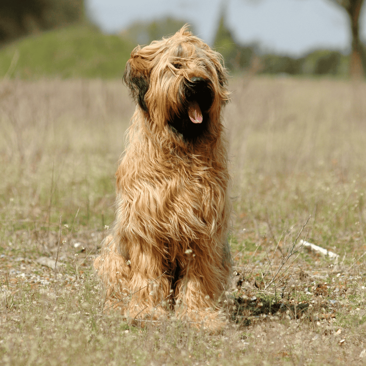 Briard characteristics