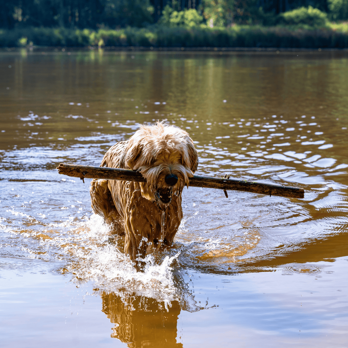 Briard Exercise