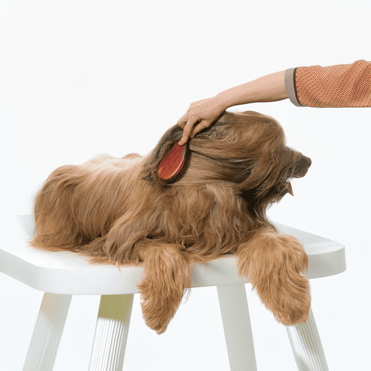 Briard Grooming