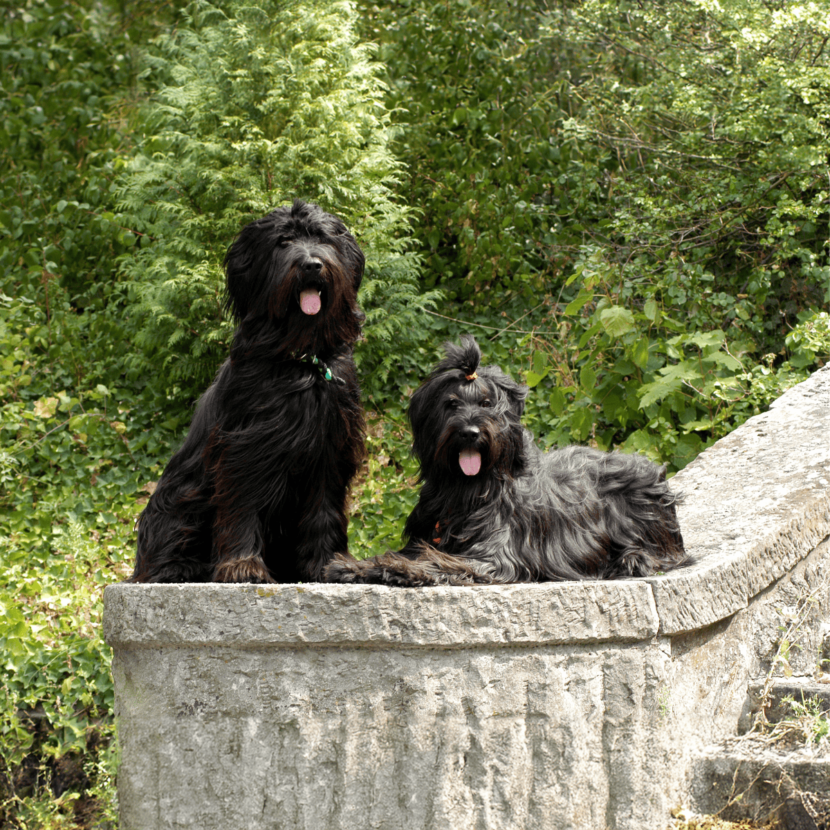 Briard Male Vs. Female