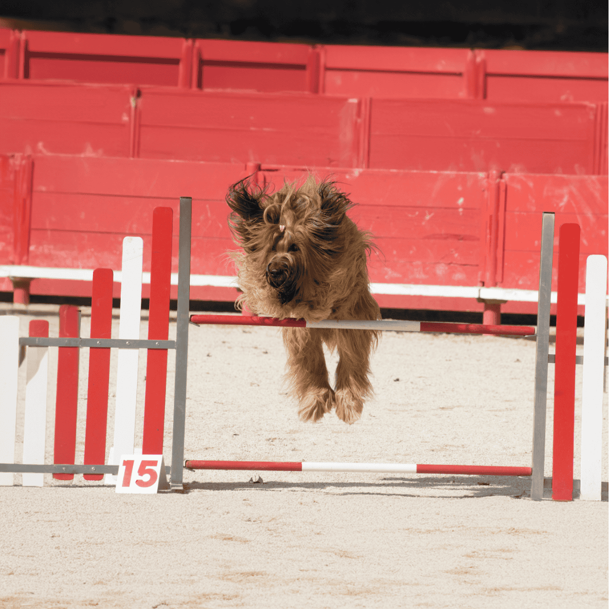 Briard Training