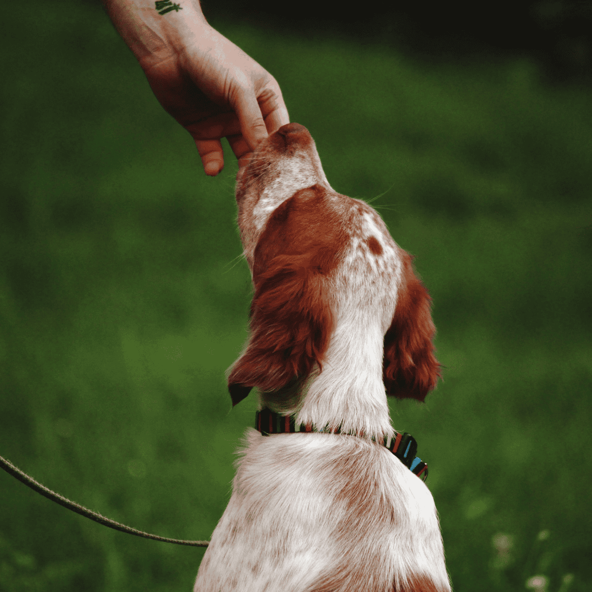 Brittany Food & Diet Requirements