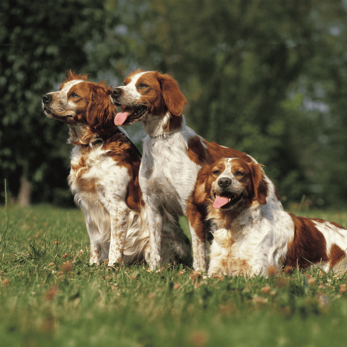 Adorable English Springer Spaniel dogs sitting and playing in a grassy park or field.