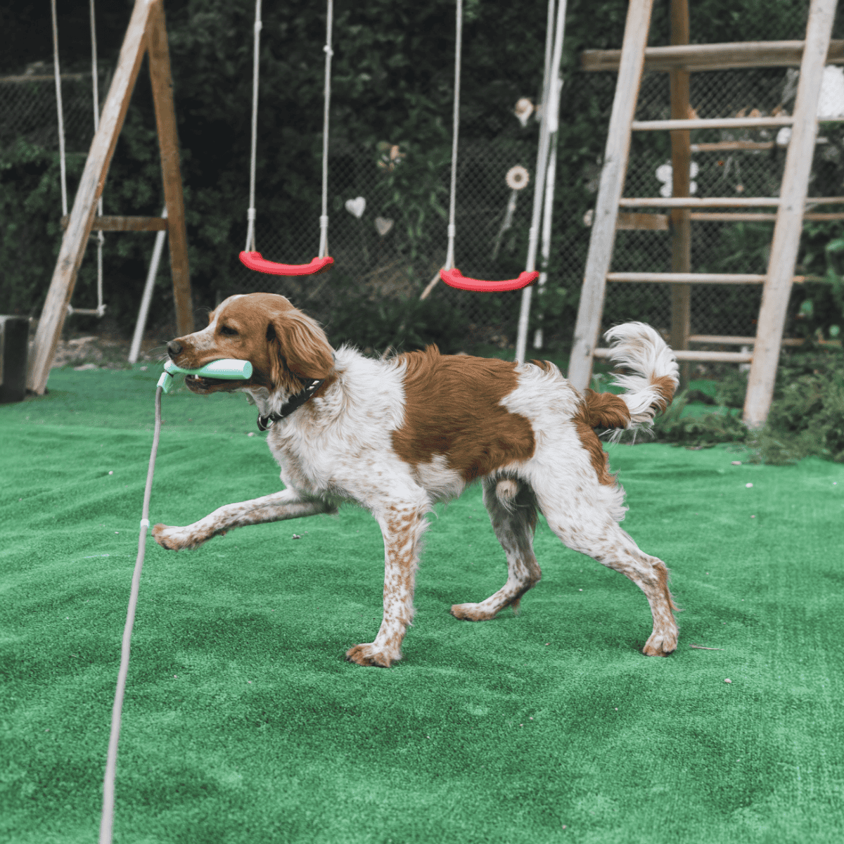 Dog playing fetch toy on grassy yard with swing set in background.