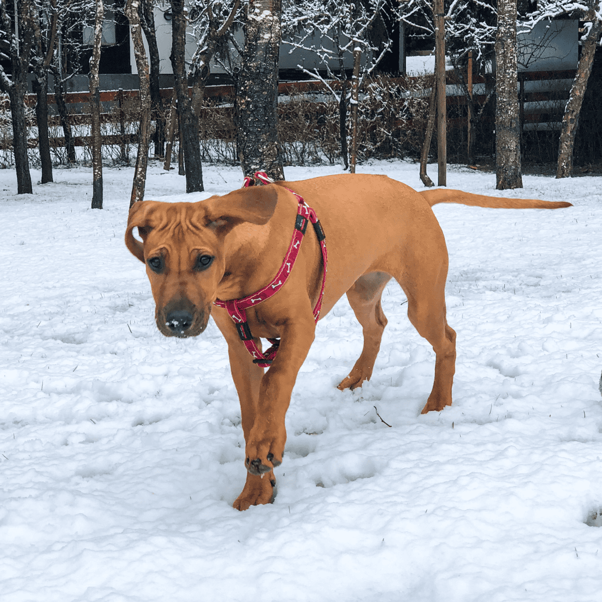 Broholmer characteristics