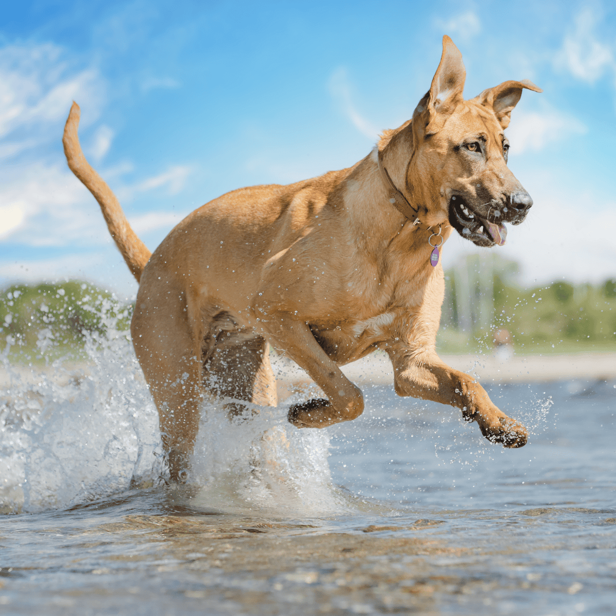 Happy dog splashing water, active pet enjoying outdoor playtime at the beach or lake shoreline.