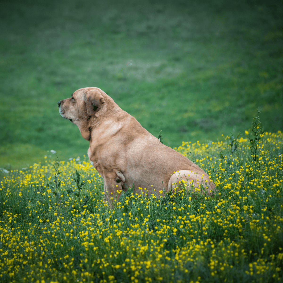 Dog sitting in a grassy field with yellow flowers, peaceful outdoor space, ideal for pet and dog care SEO.