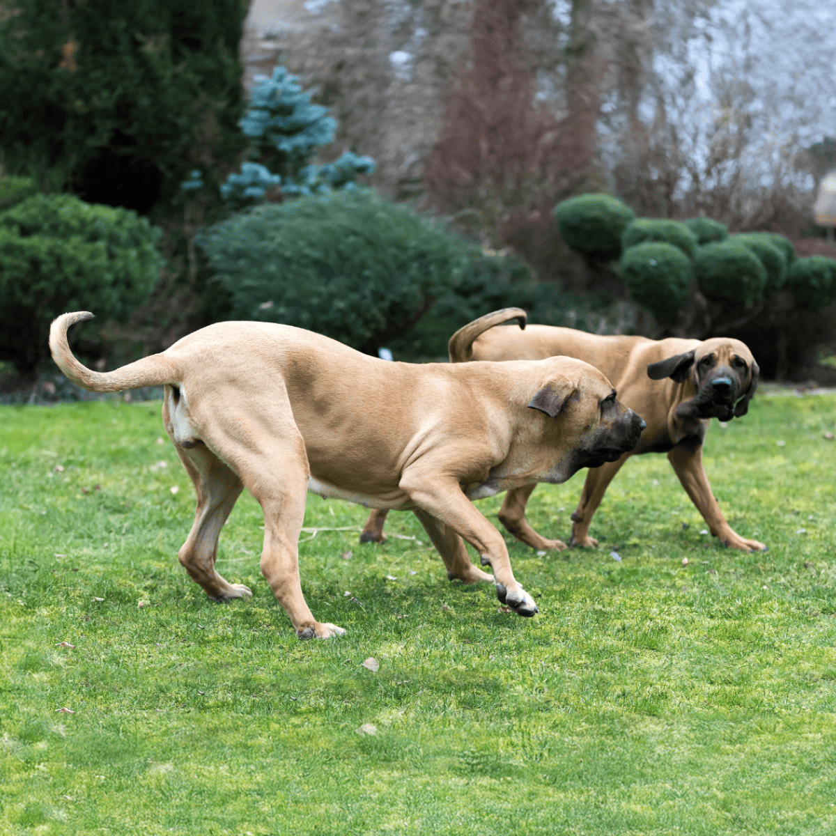 Broholmer Male Vs. Female