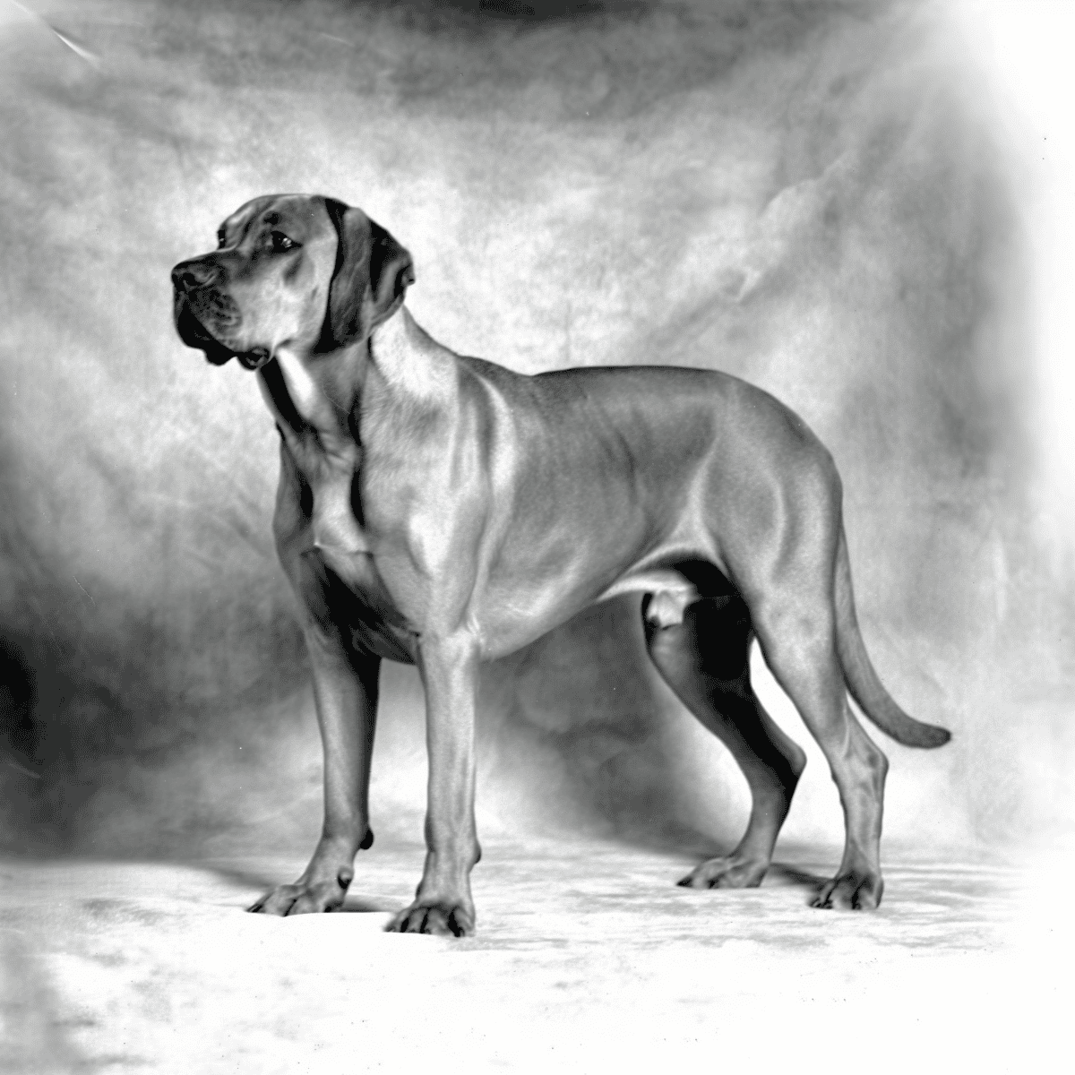 High-quality image of a majestic Great Dane standing gracefully.