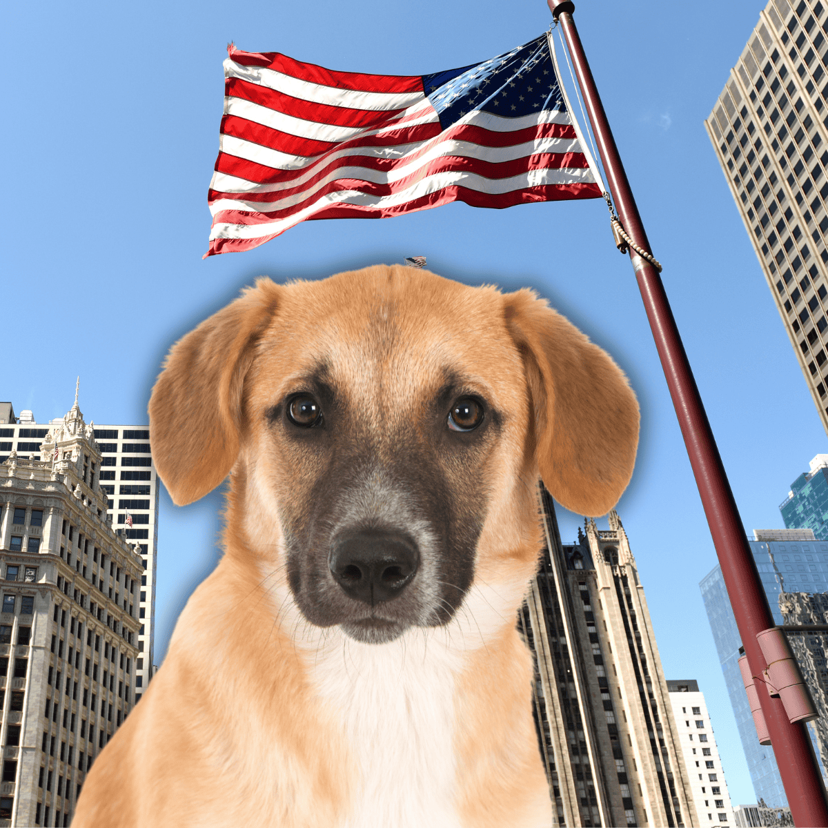 American flag flying above city skyscrapers with a friendly dog in foreground.