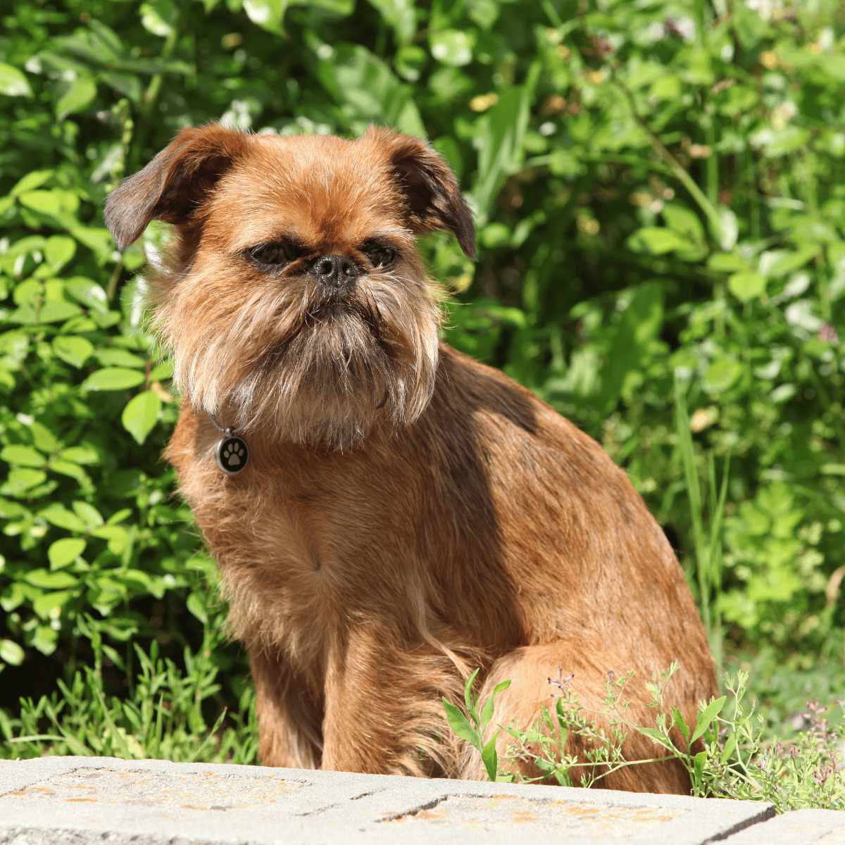 Brussels Griffon overview