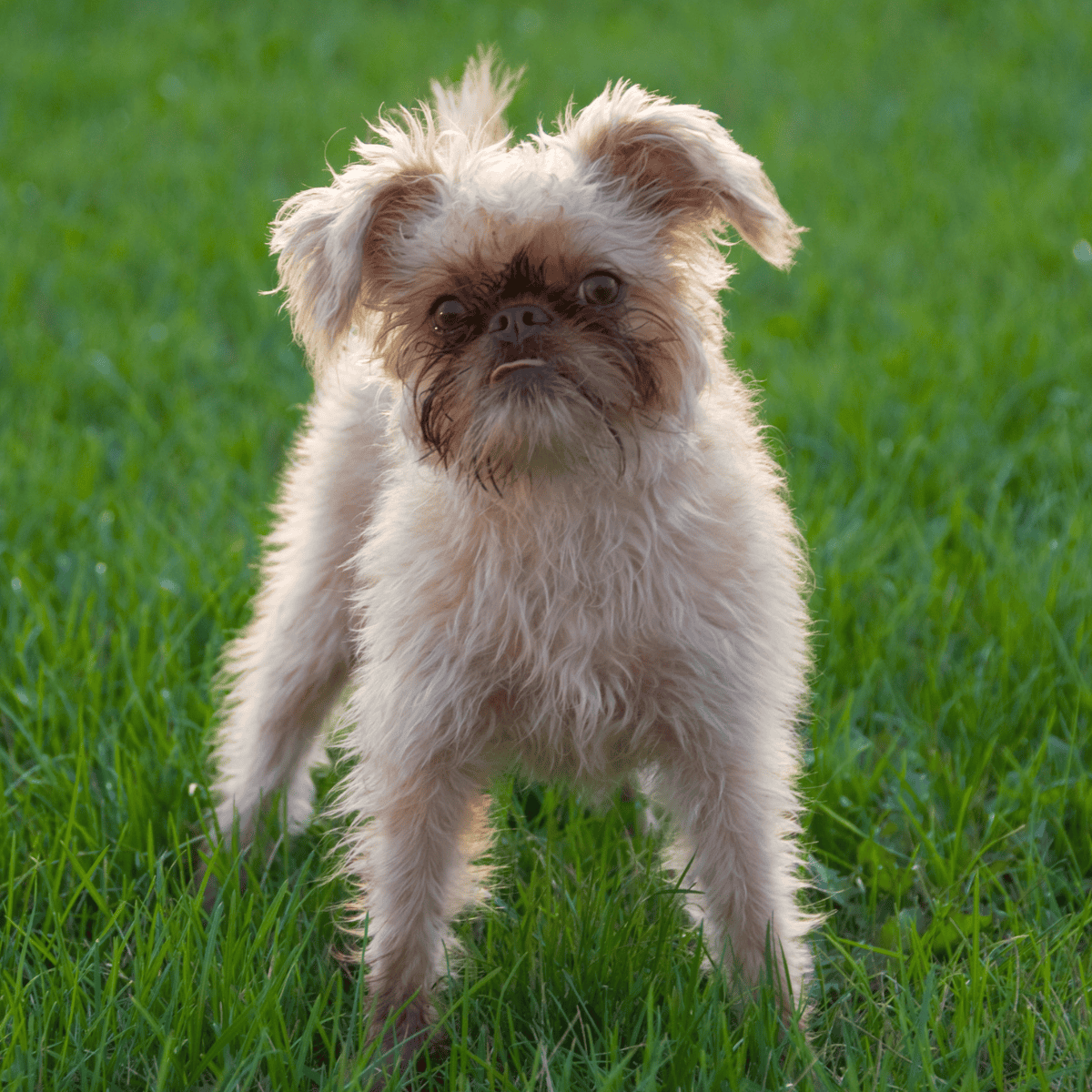 Brussels Griffon characteristics