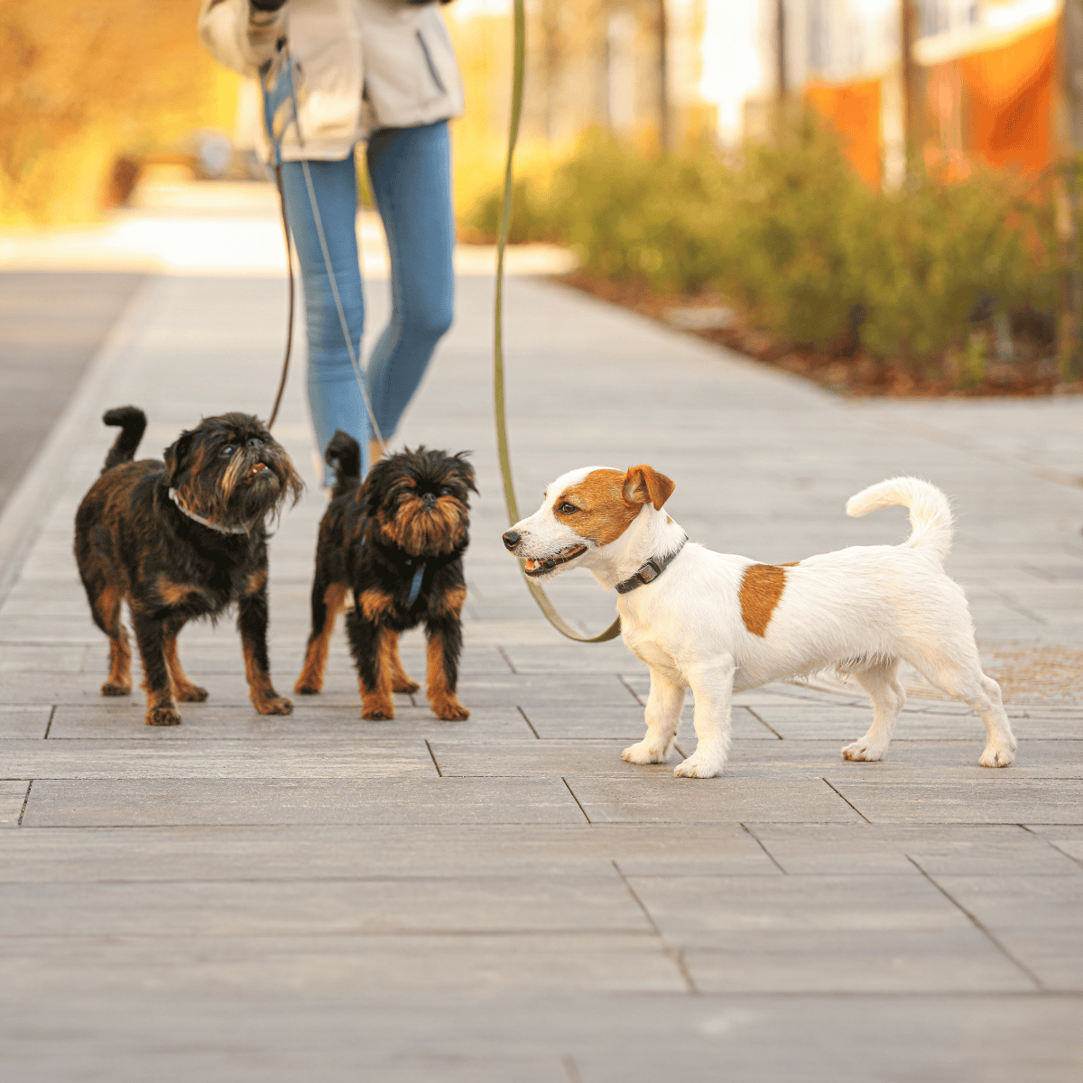 Brussels Griffon Does This Breed Get Along With Other Pets