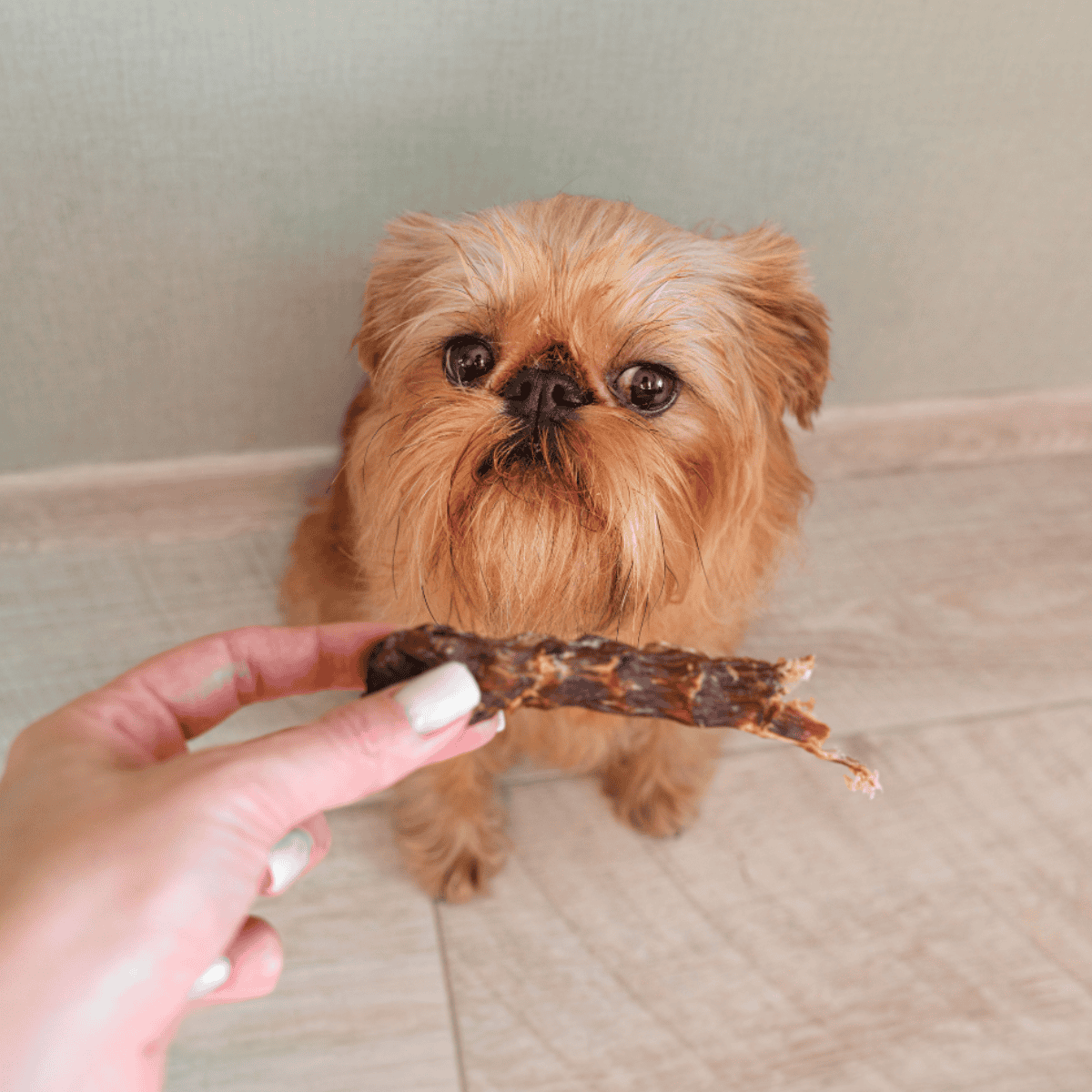 Brussels Griffon Food & Diet Requirements