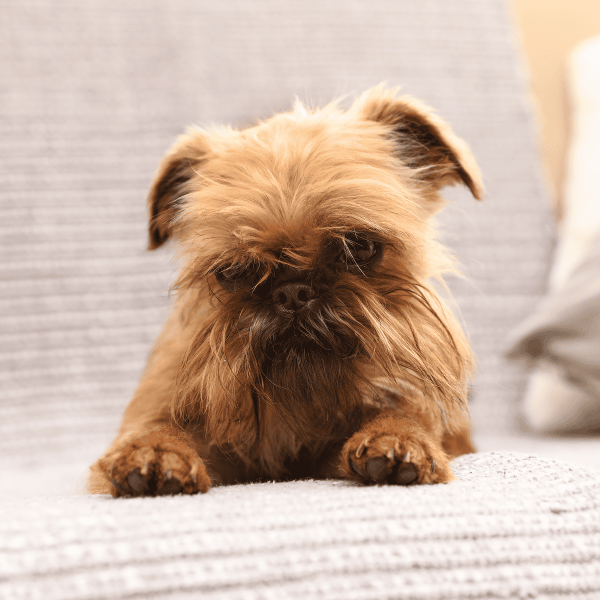 Brussels Griffon photo 2