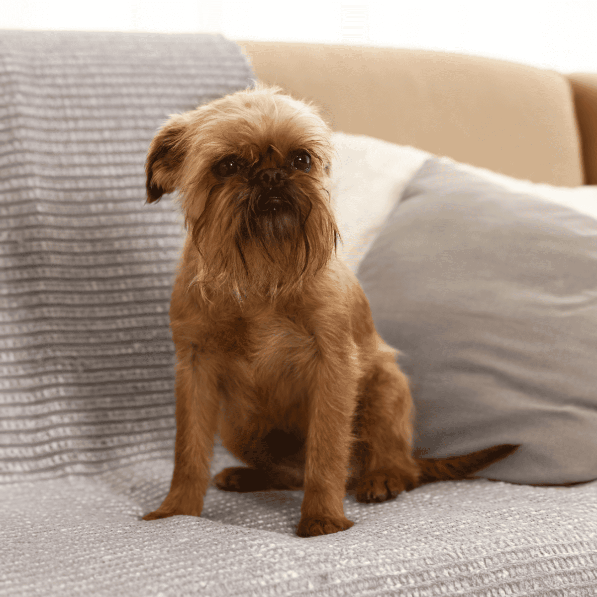 Brussels Griffon photo 1