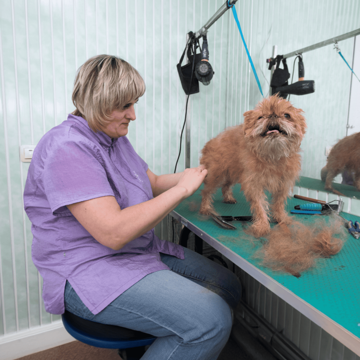 Brussels Griffon Grooming