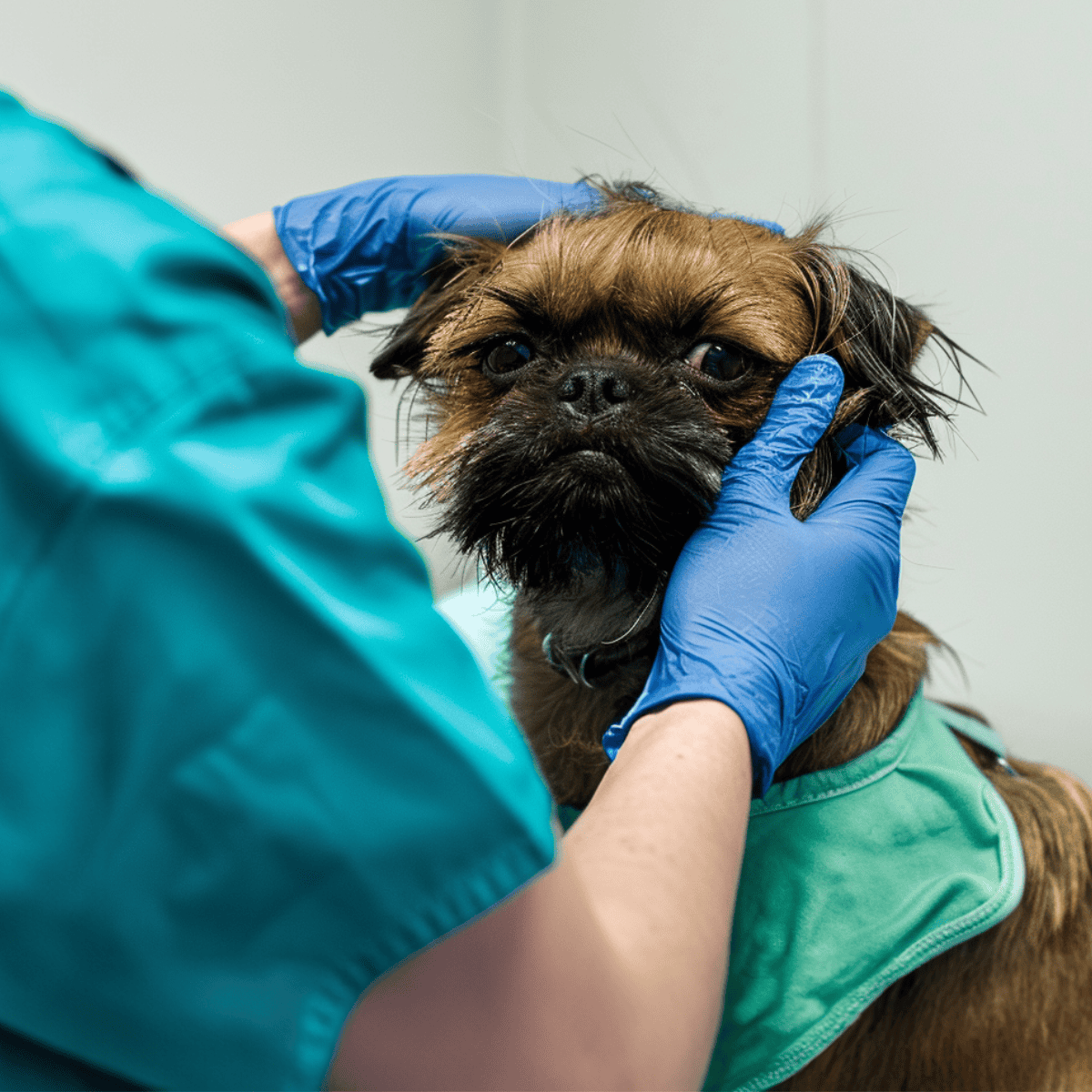 Brussels Griffon health