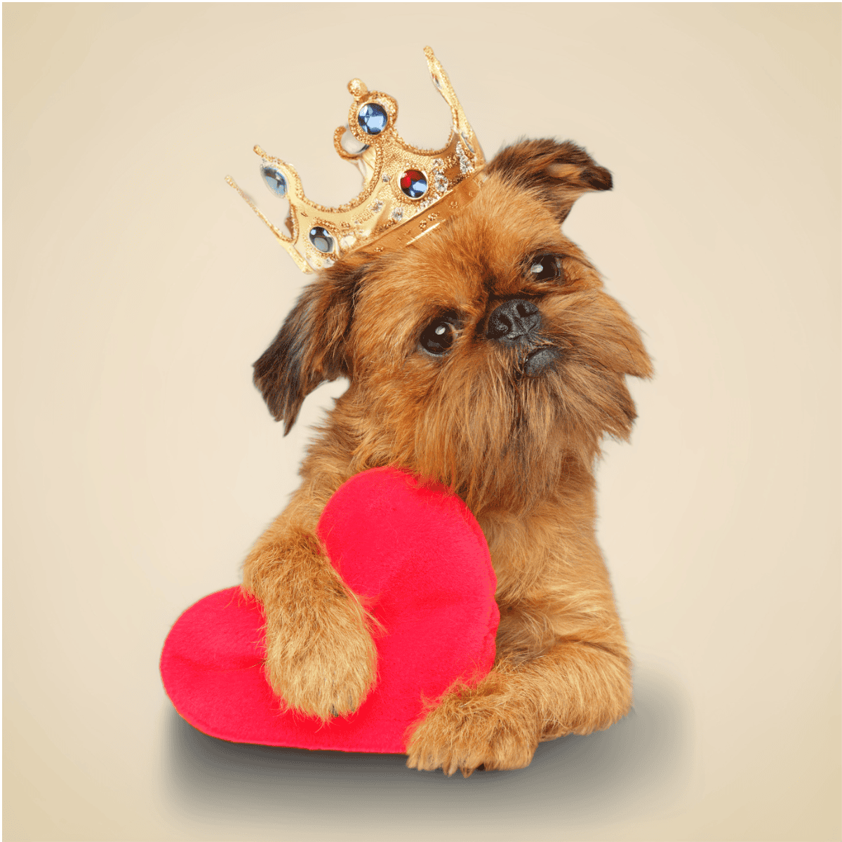 Brussels Griffon Royalties love them