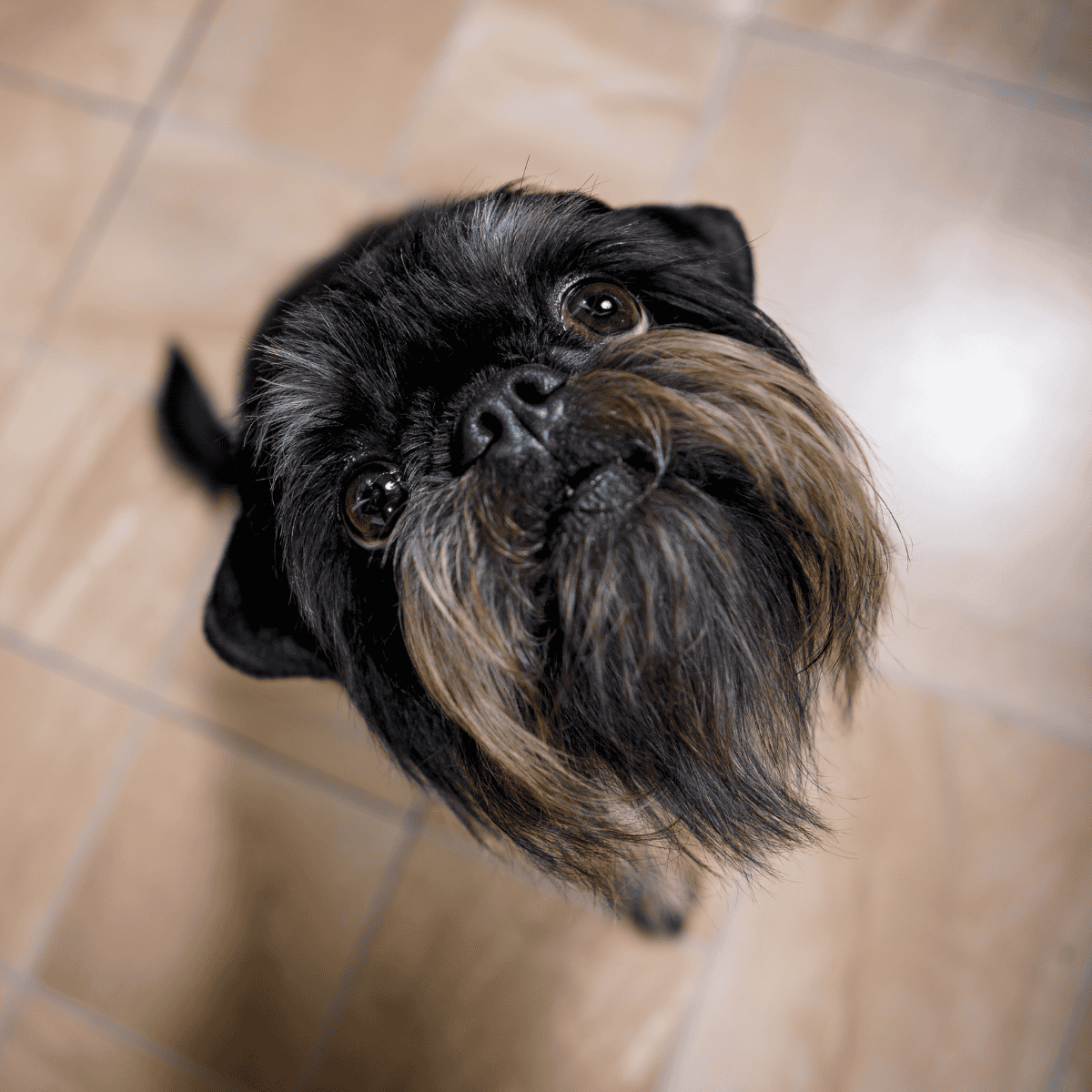 Brussels Griffon has a Monkey Face Charm