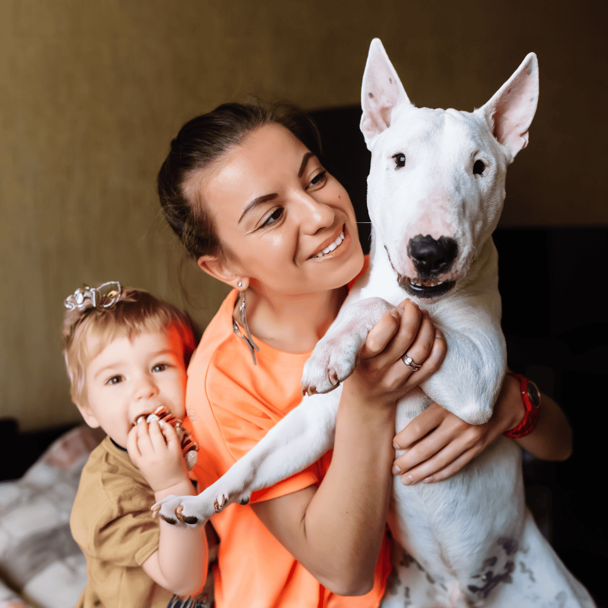 Bull Terrier Are These Dogs Good For Families