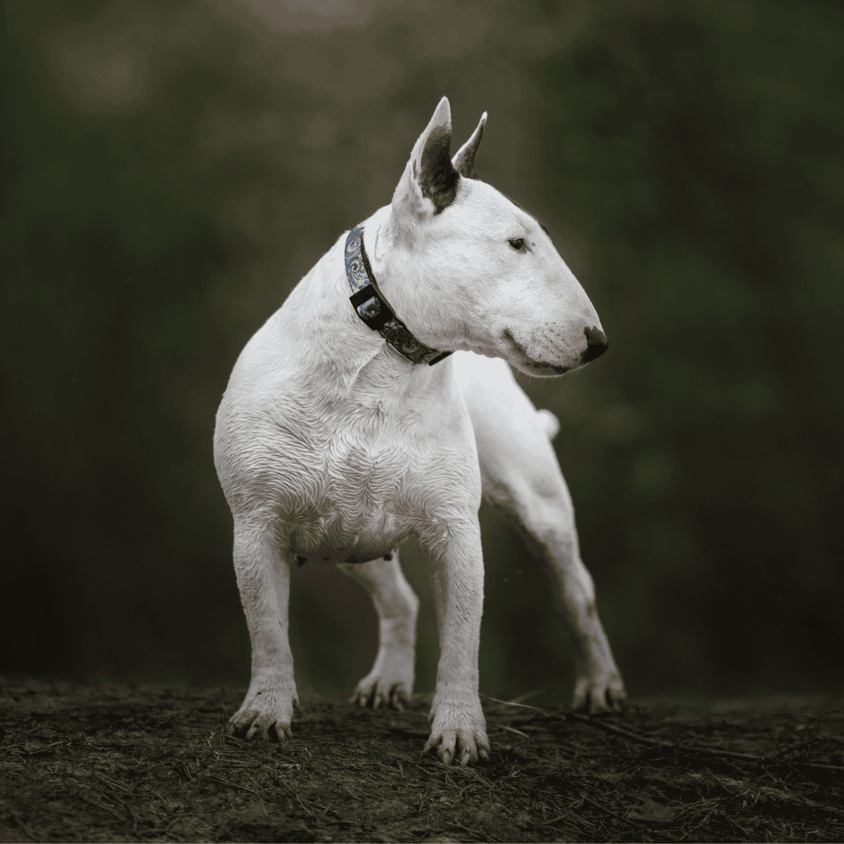 Bull Terrier overview