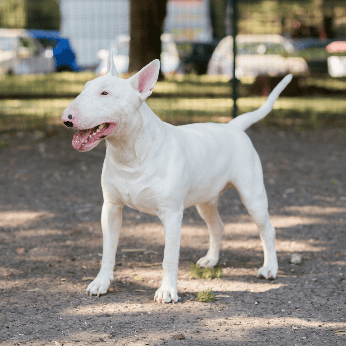 Bull Terrier characteristics