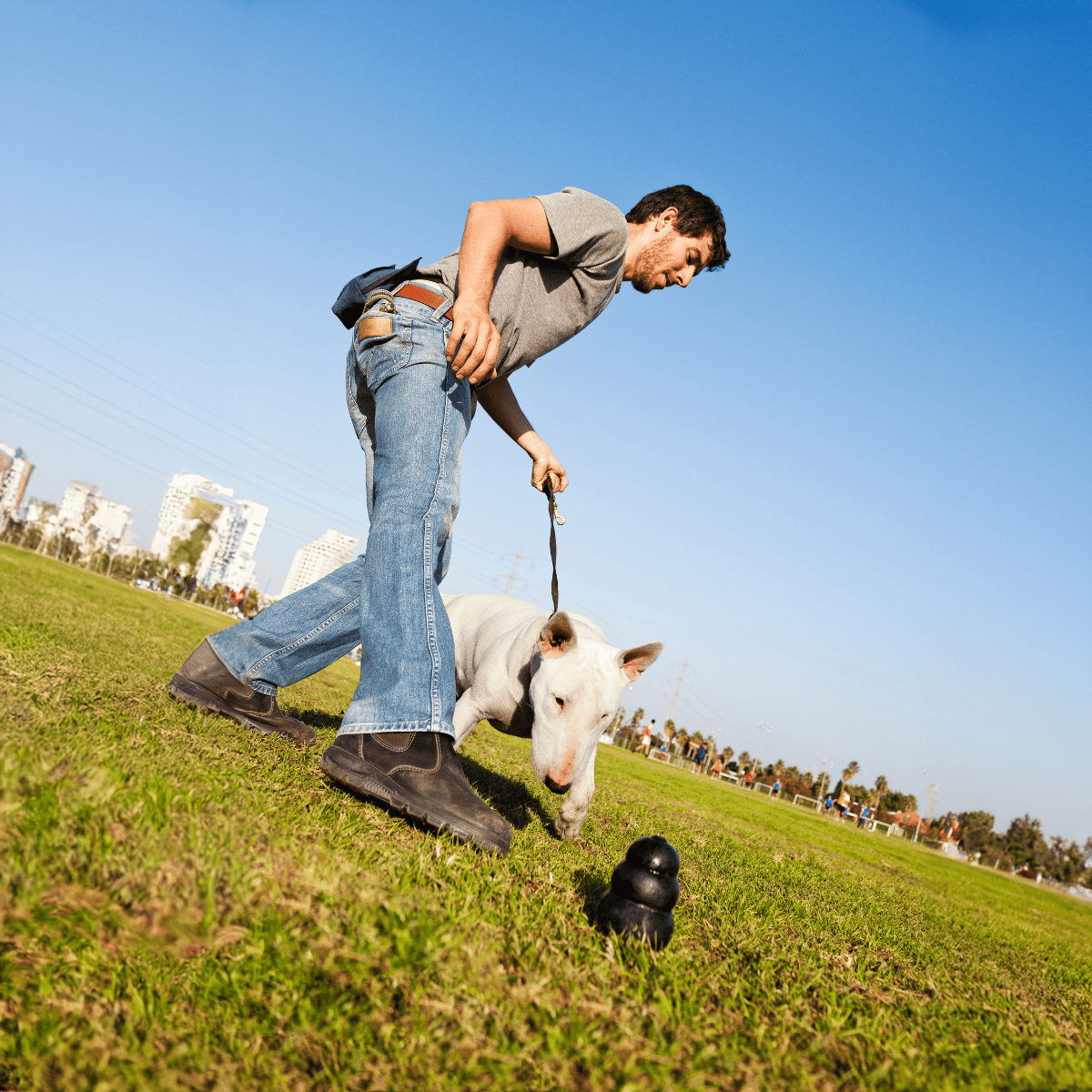 Bull Terrier Exercise