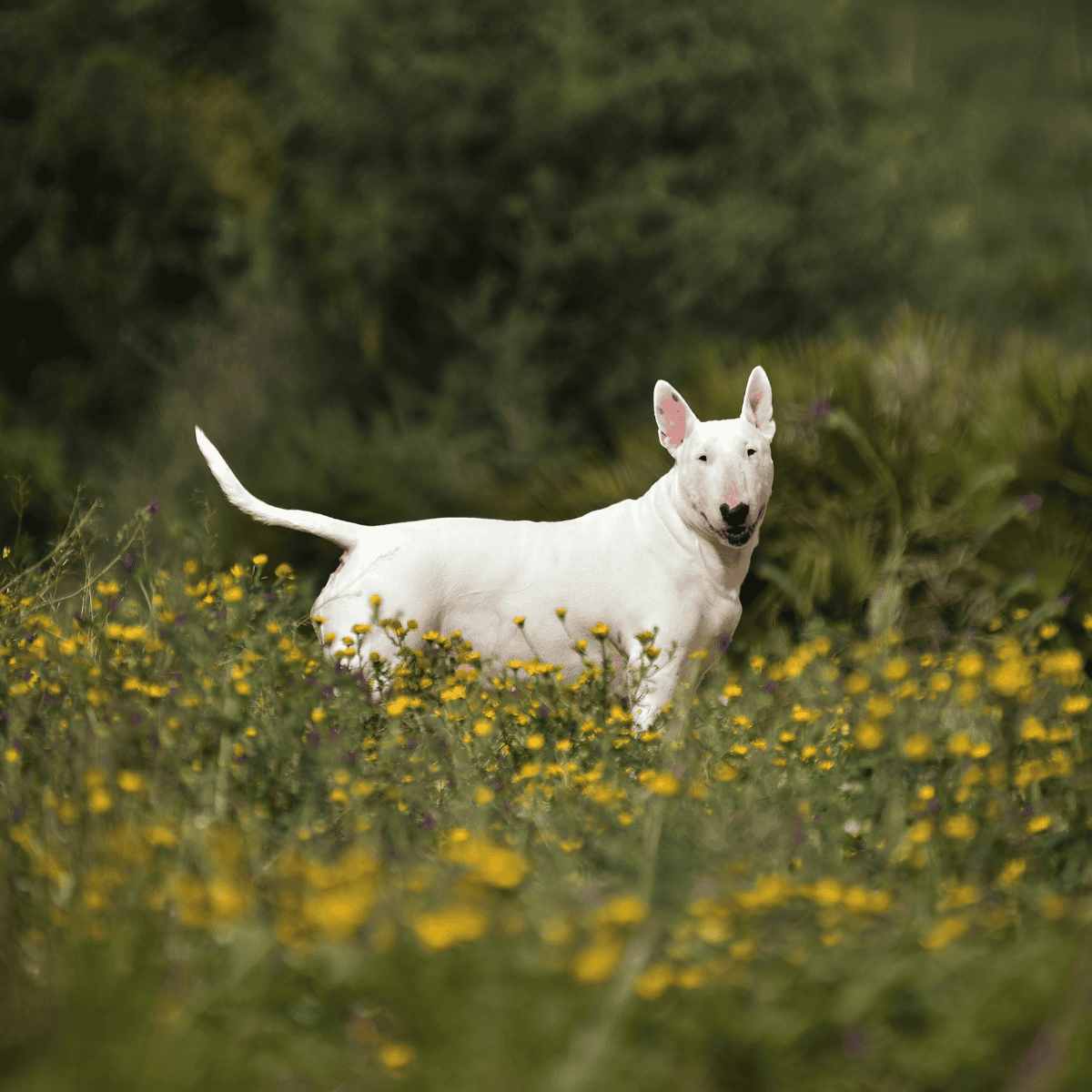 Bull Terrier photo 3