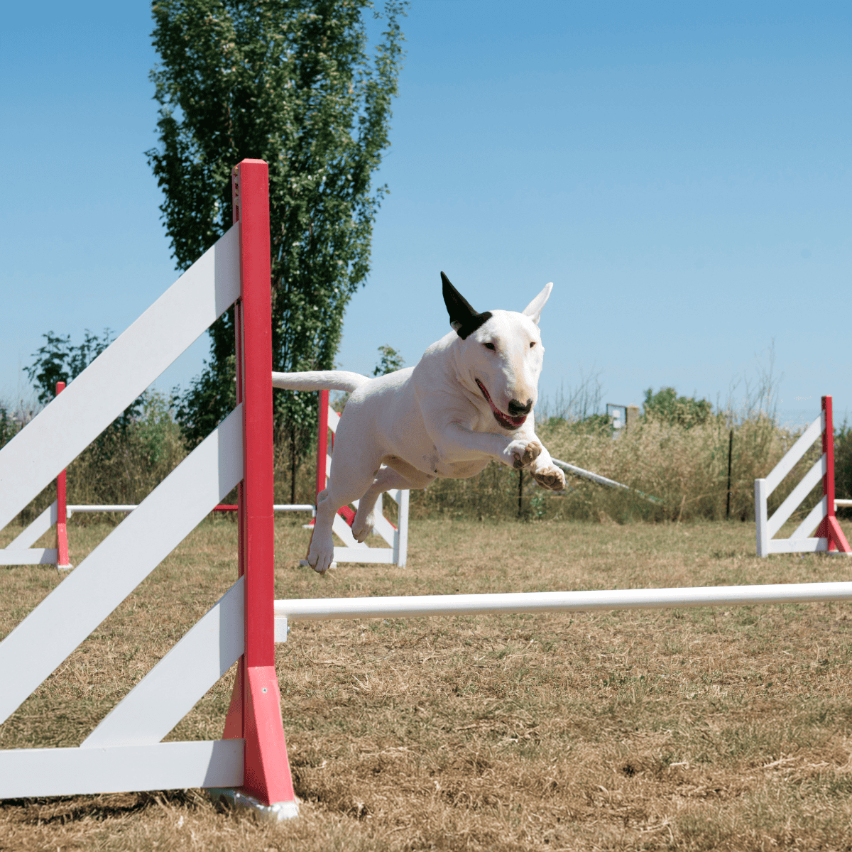 Bull Terrier Training