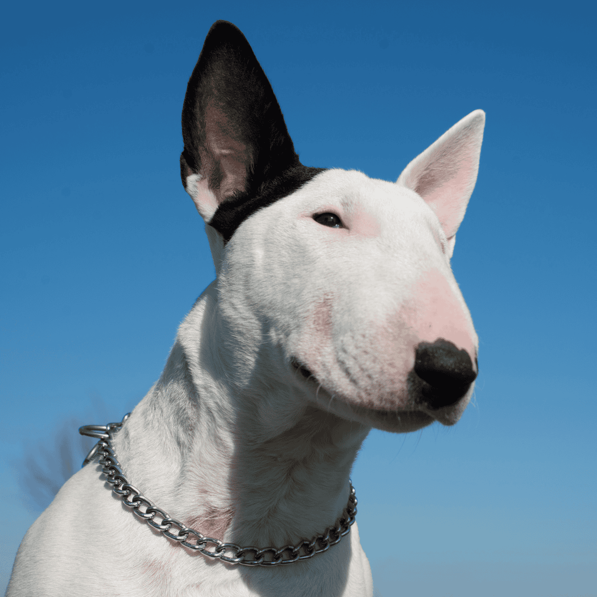 Dog breed Bull Terrier, white coat with black markings, friendly canine pet.
