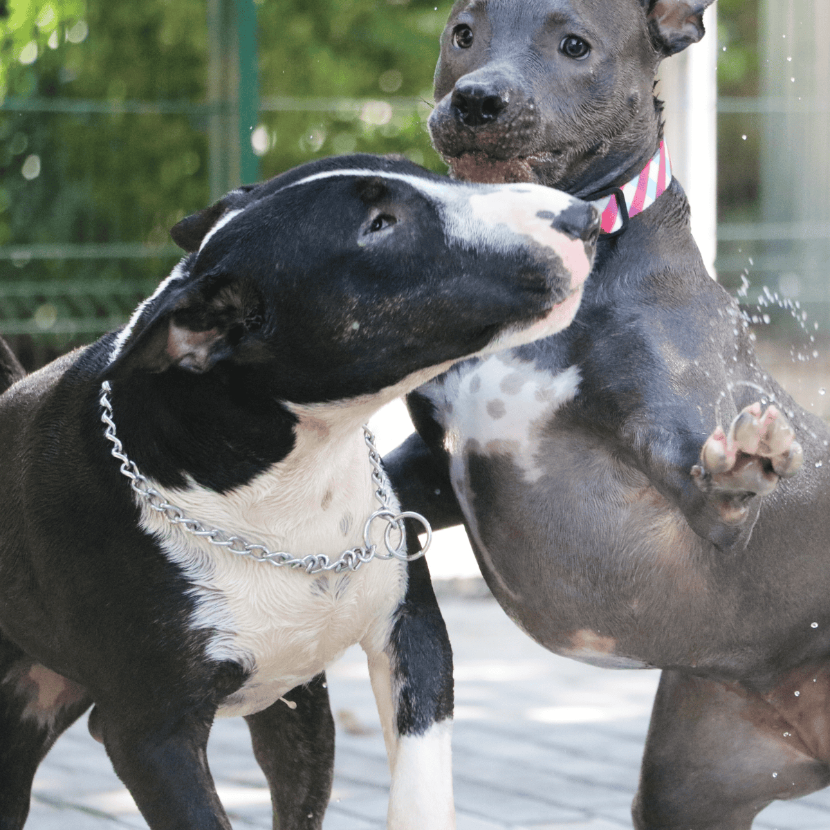 Bull Terriers Were Bred to Fight