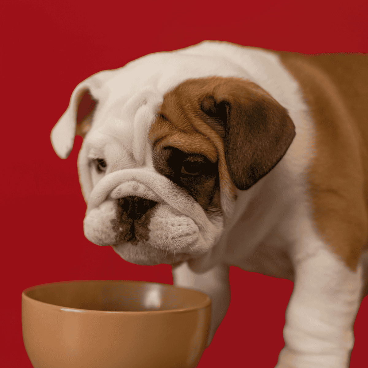 Bulldog Food & Diet Requirements