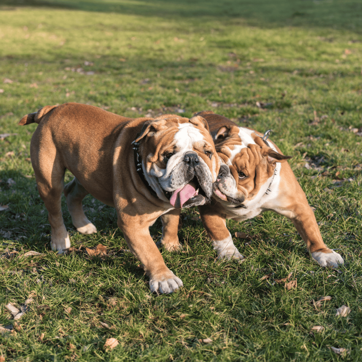 Adorable bulldog puppies enjoying outdoor playtime in a park.