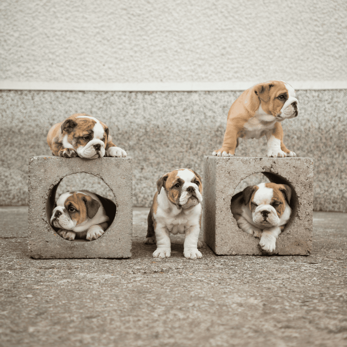 Cute bulldog puppies resting and exploring near cinder blocks, showcasing their playful and adorable nature.