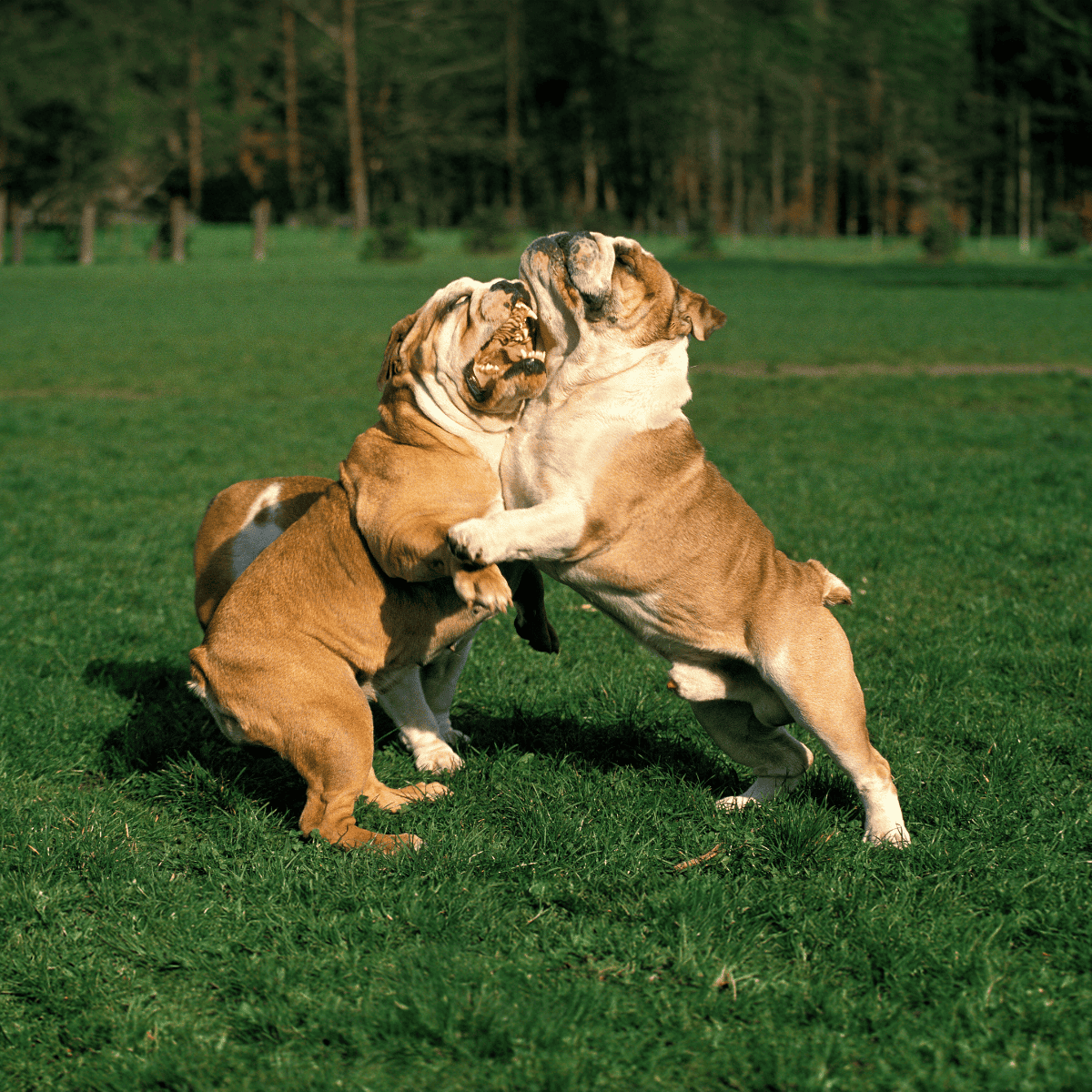Two Bulldogs playful fighting outdoors on green grass.