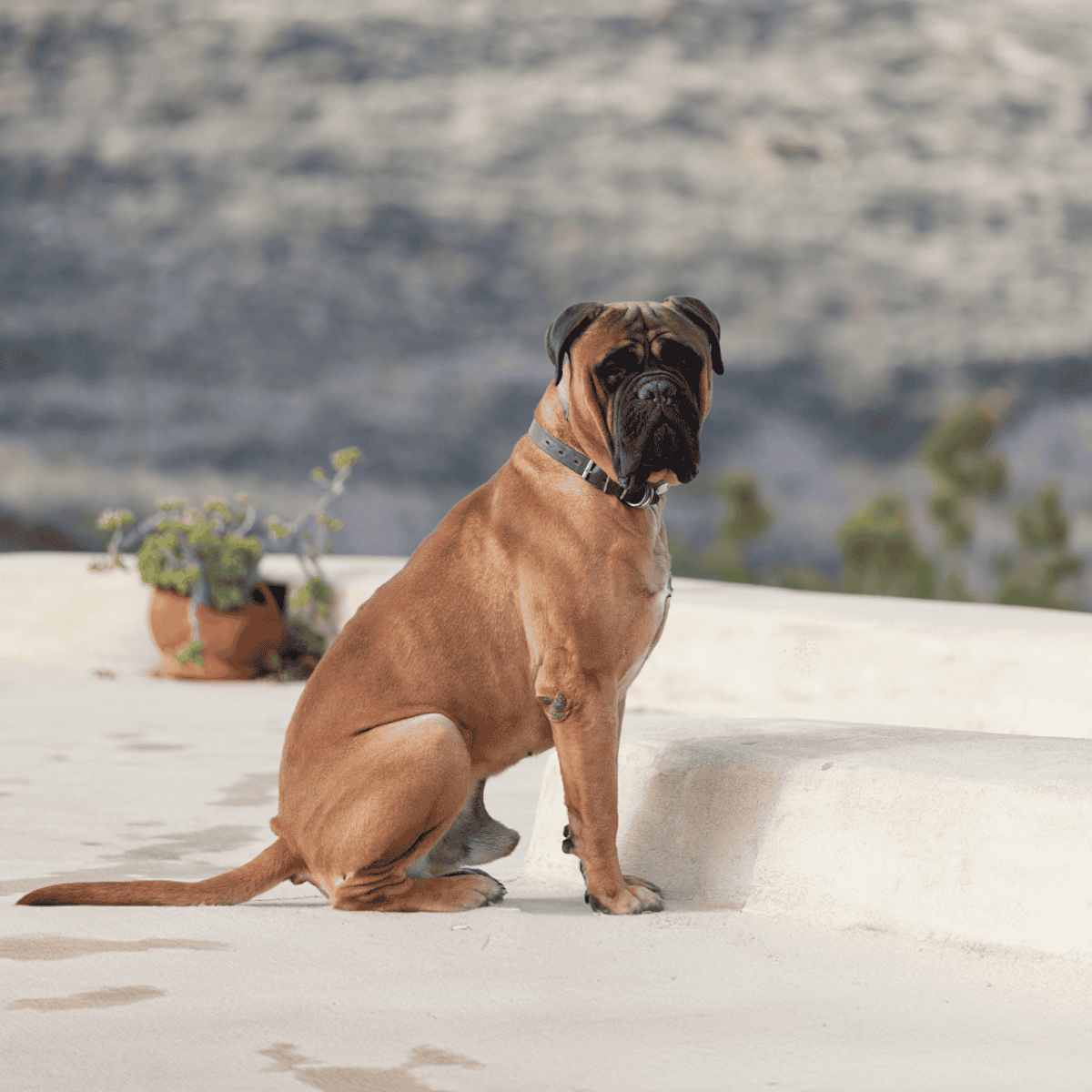 Bullmastiff overview