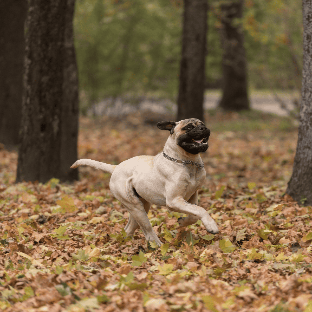 Bullmastiff Exercise