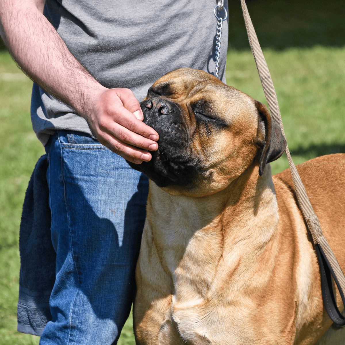 Bullmastiff Food & Diet Requirements