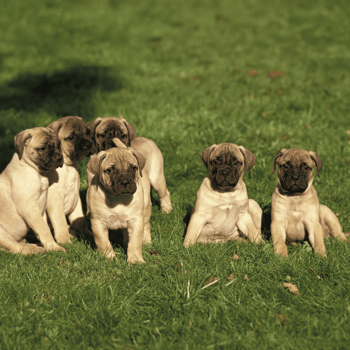 Adorable mastiff puppies playing on green grass in the park.