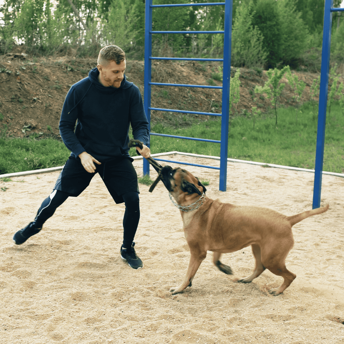 Bullmastiff Training