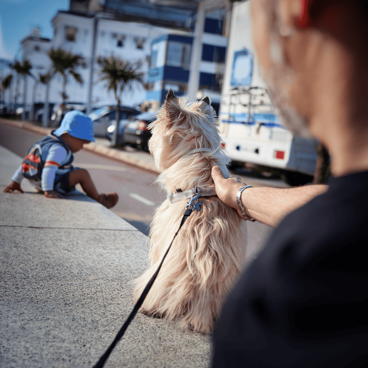 Friendly therapy dog during a walk with owner in city street.