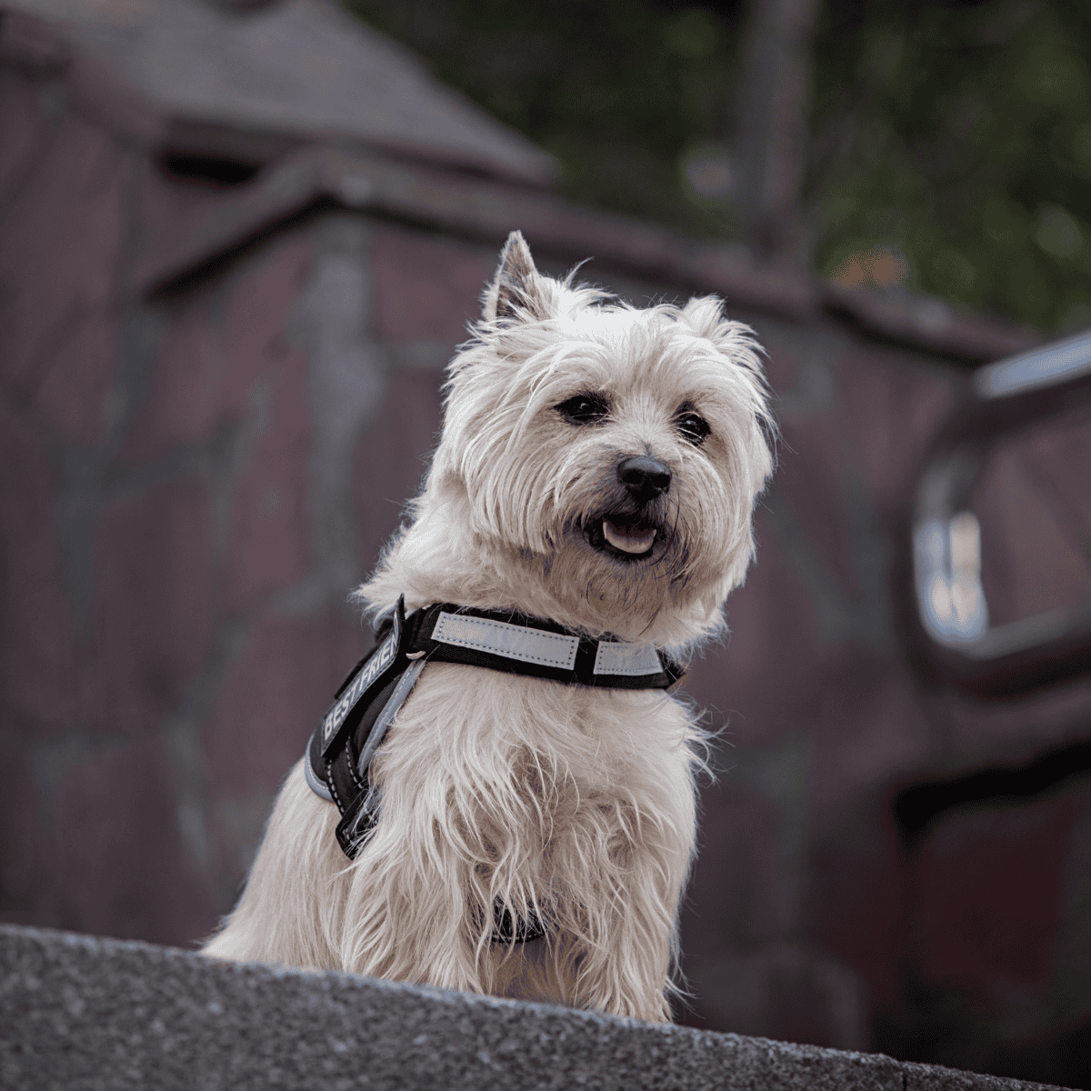 Cairn Terrier characteristics