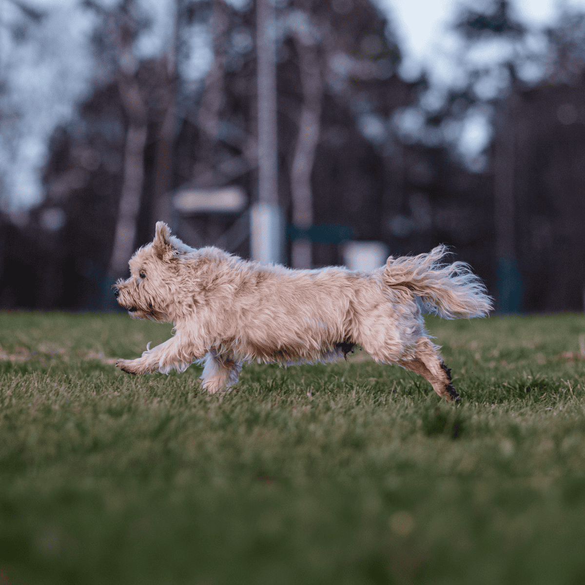 Adorable fluffy dog playing in a grassy field outdoors, enjoying active outdoor time.