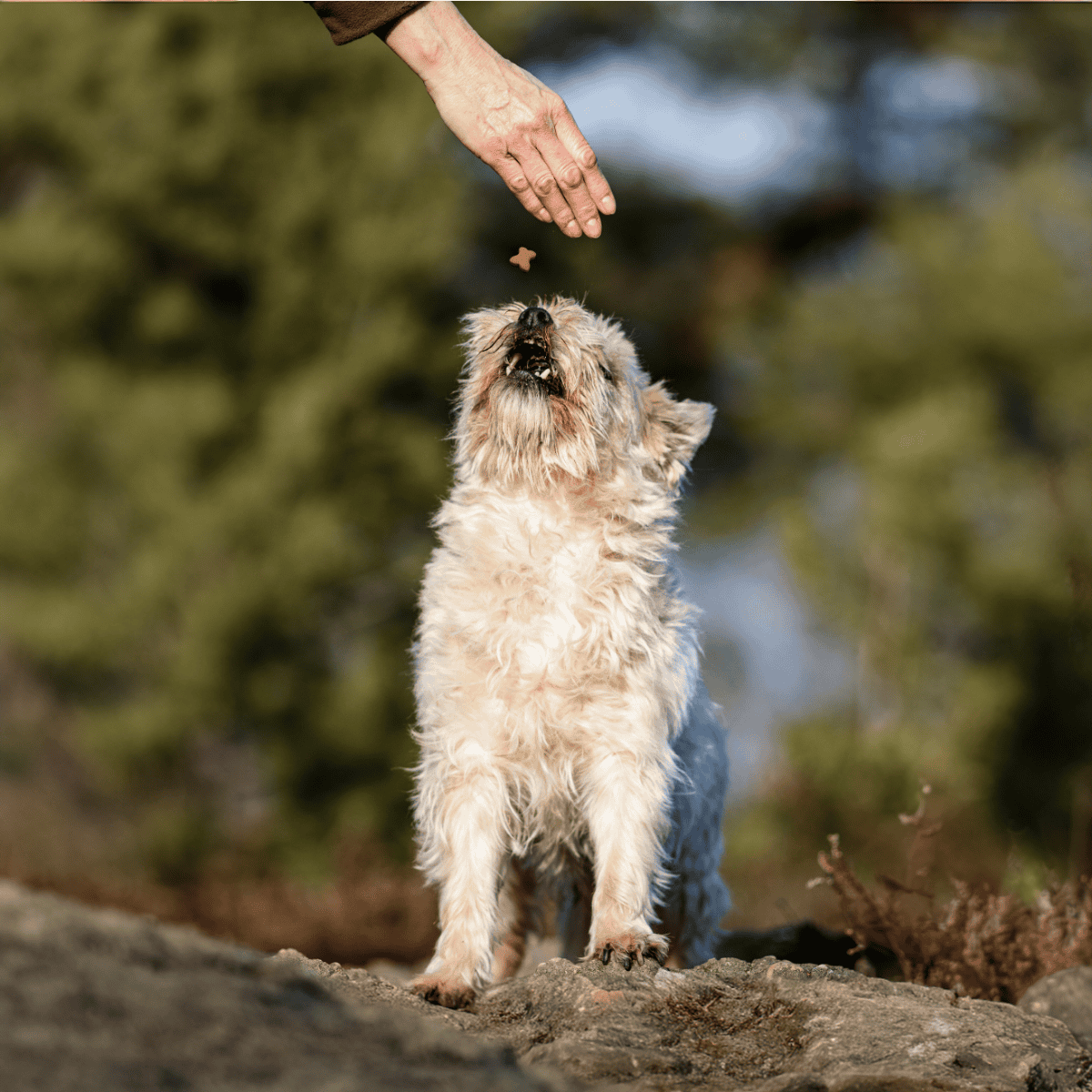 Dog catching treat mid-air during fetch training outdoors.