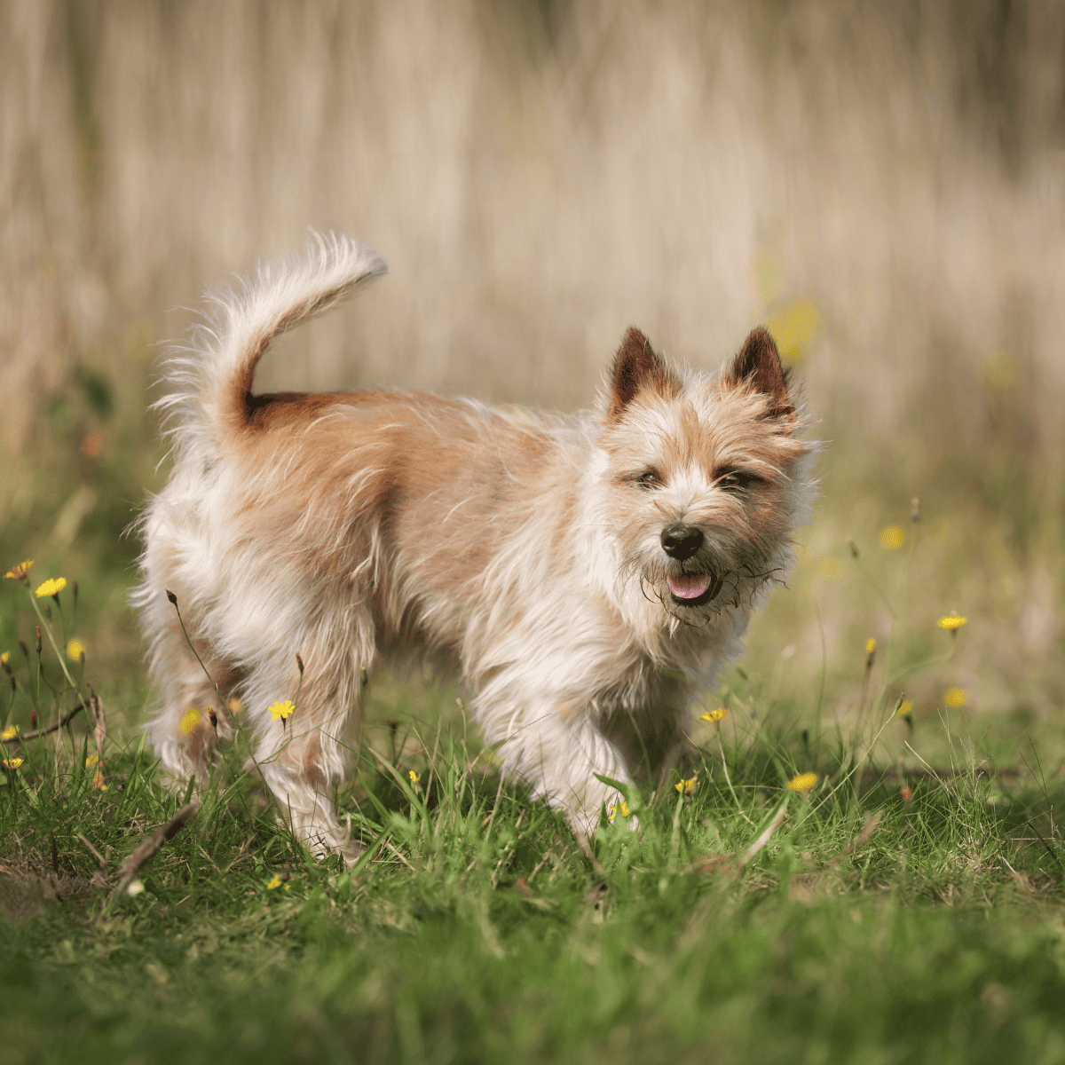 Cairn Terrier photo 2
