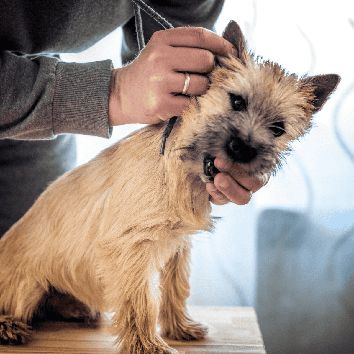 Close-up of a veterinarian checking a small dog's mouth and health.